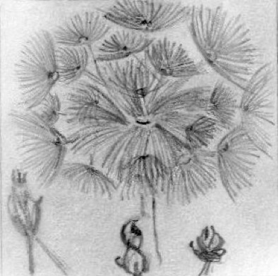 fleur4.jpeg