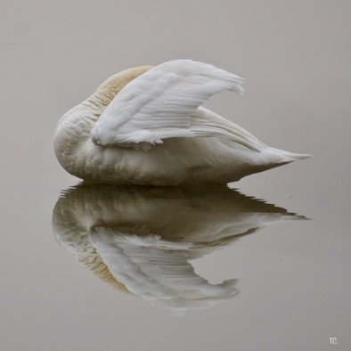 cygne.jpeg